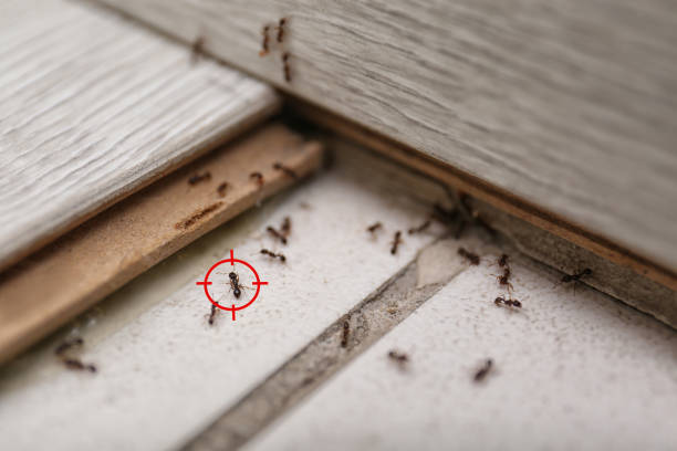 Best Best Pest Control Near Me  in Hayfield, VA